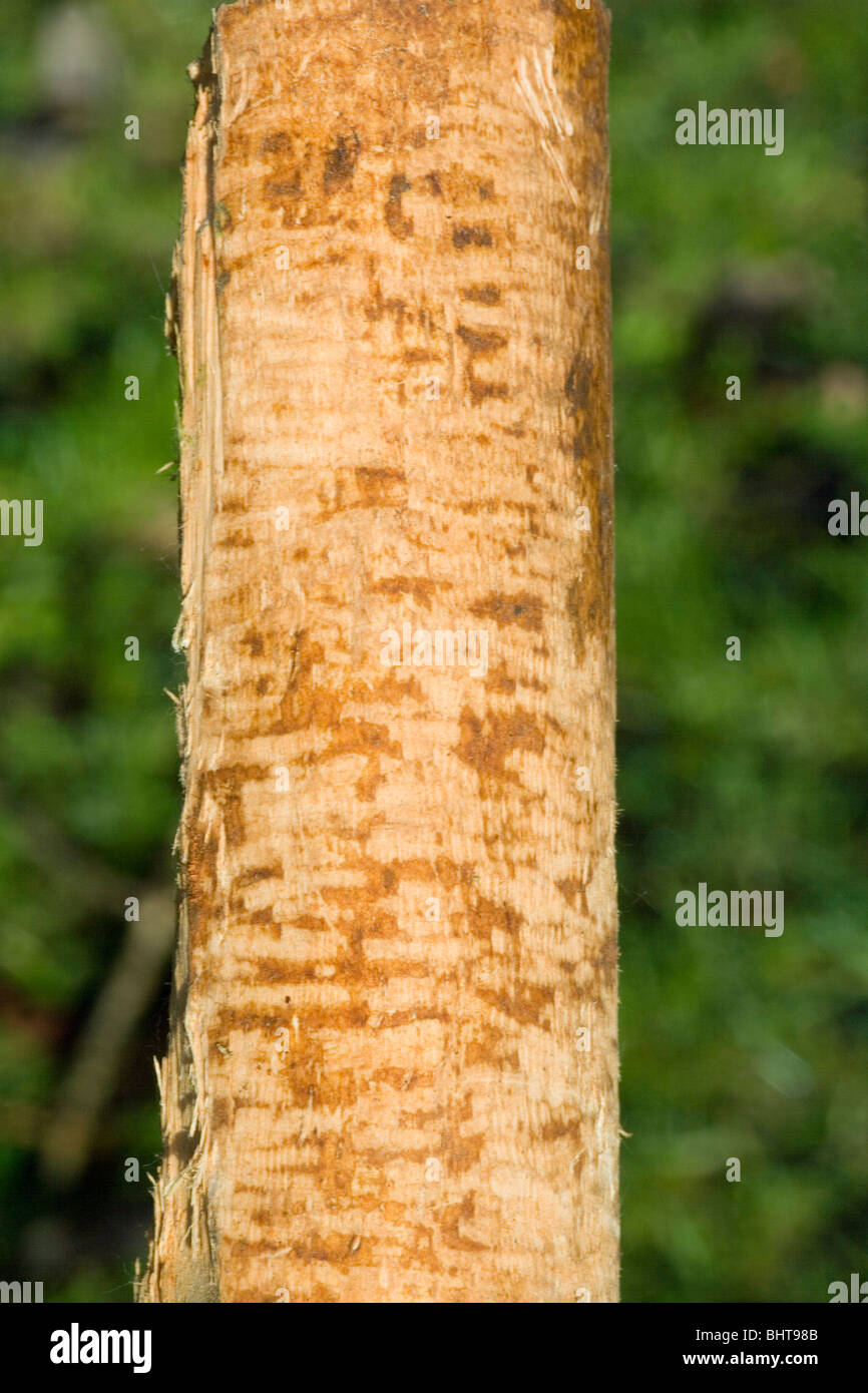 European Beaver (Castor fiber). Willow (Salix sp.) branch stripped of bark for food, particularly in winter months. Stock Photo