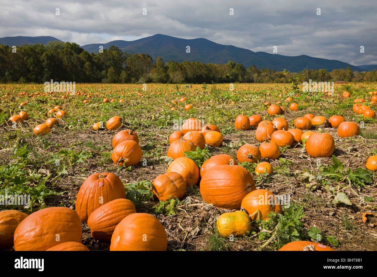 Pumpkin fill acres of land at a local pumpkin patch in Albemarle County