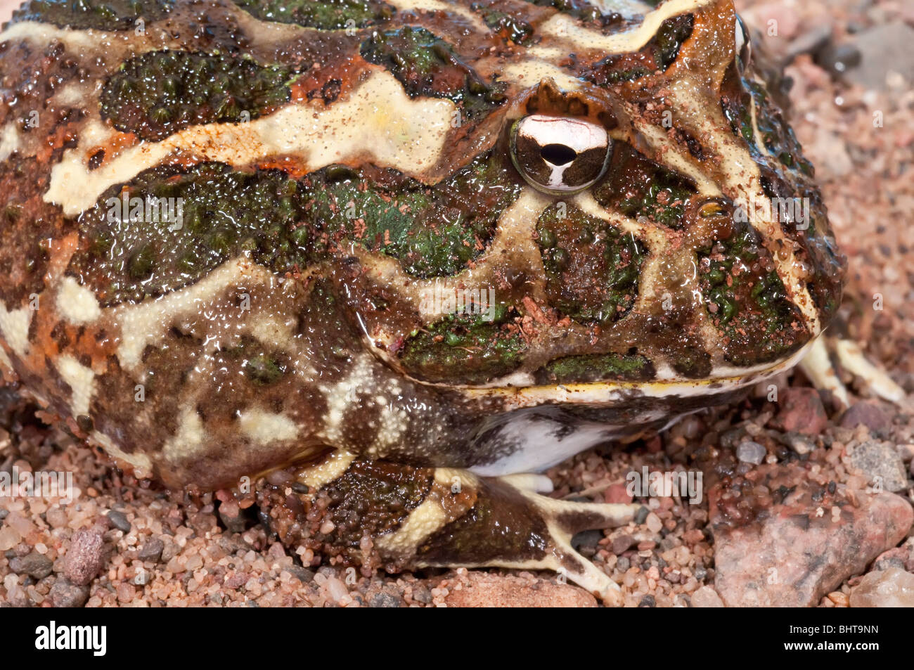 Page 3 - Ceratophrys High Resolution Stock Photography and Images - Alamy