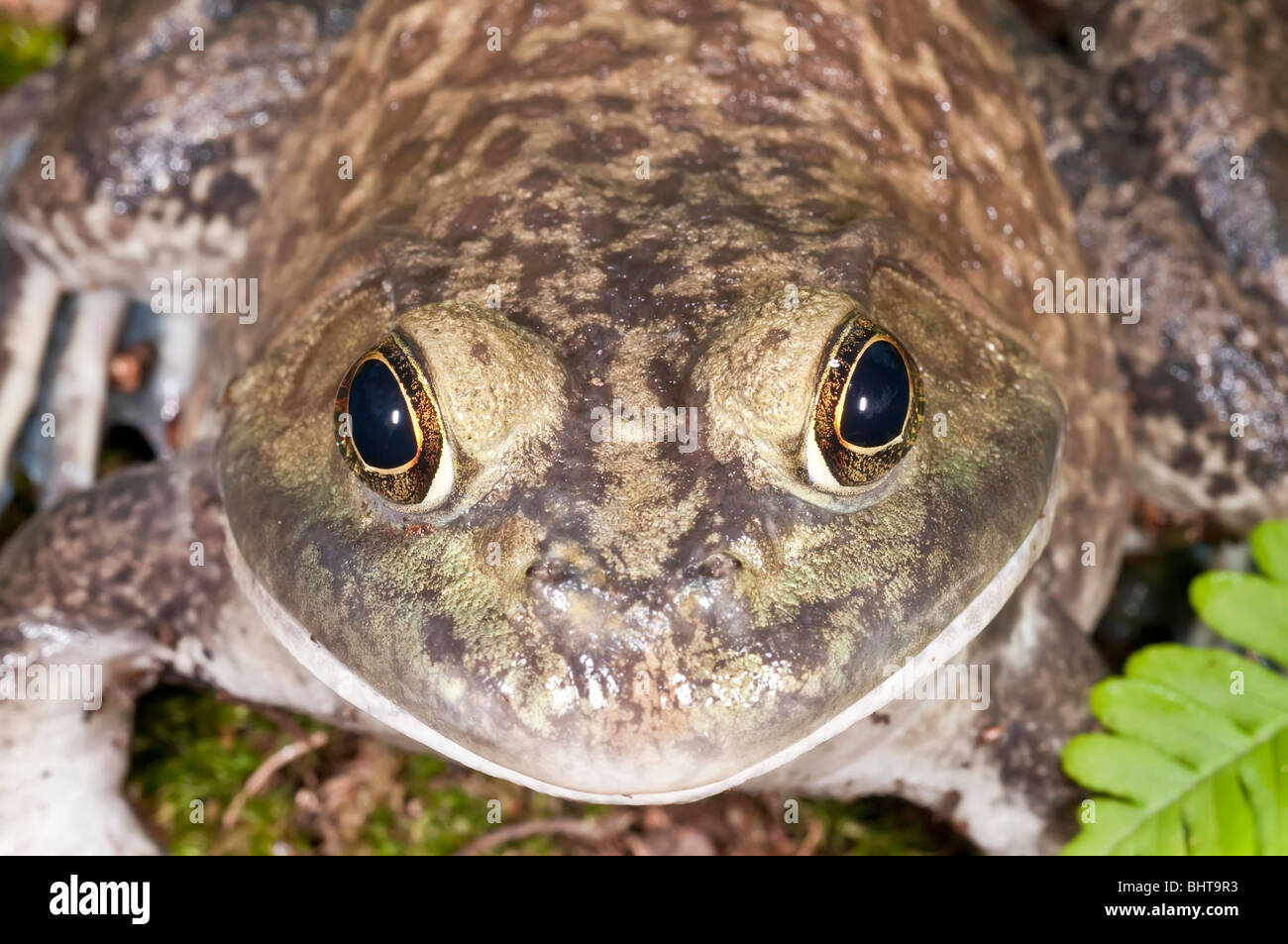 Bullfrog america hi-res stock photography and images - Alamy