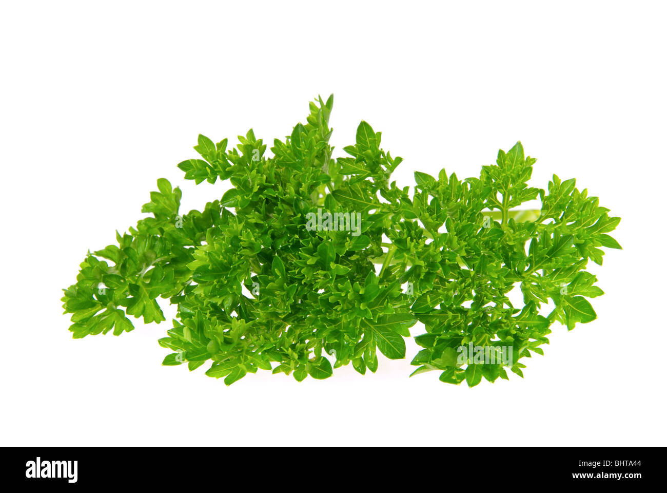Petersilie - parsley 18 Stock Photo