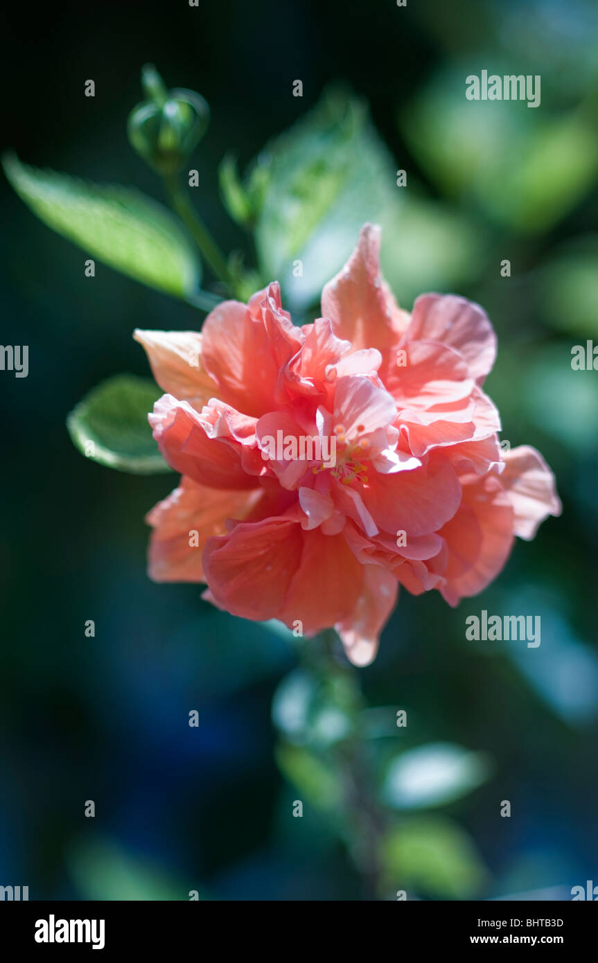 lovely flower Stock Photo