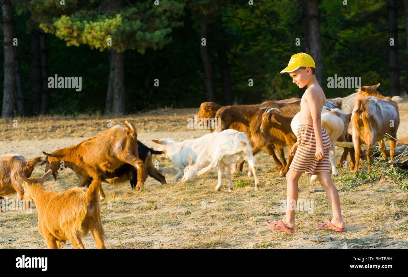 Little shepherd with yellow cap and his herd of goats Stock Photo