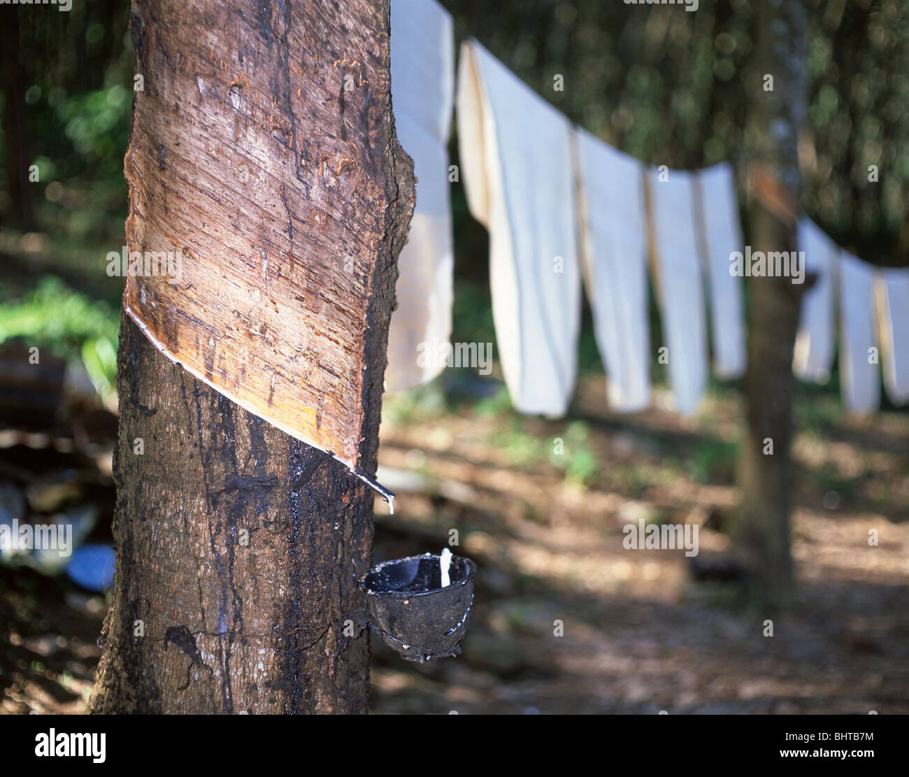 Collecting sap from Rubber Tree, Rubber plantation, Phuket, Thailand