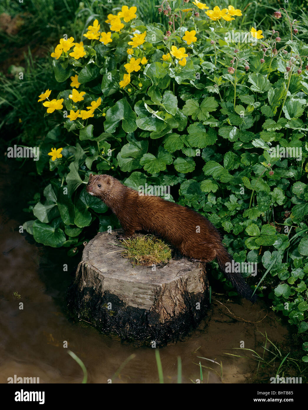 American Mink on a tree stump / Neovison vison Stock Photo