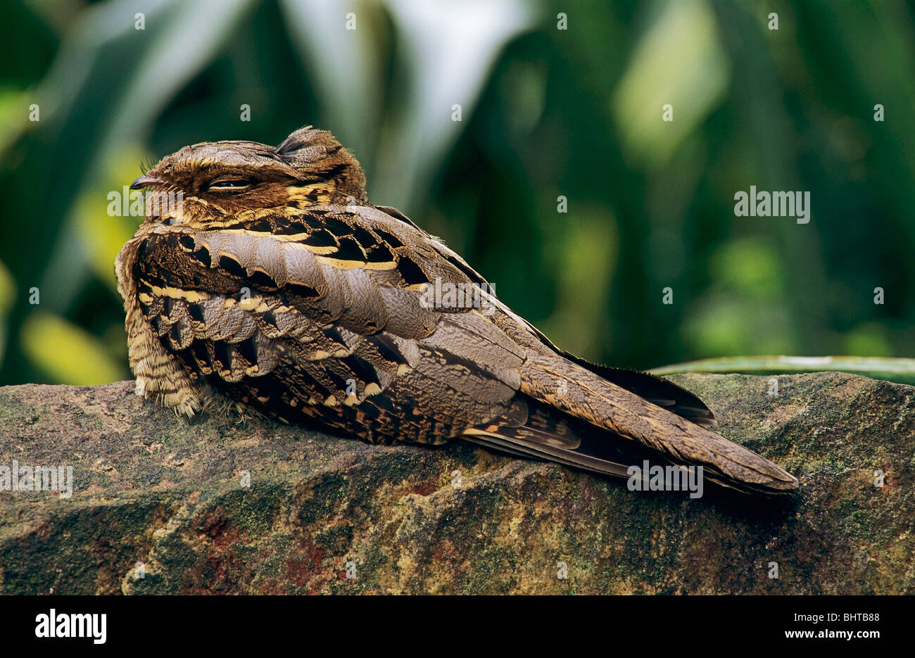 Large-tailed Nightjar - lying on a rock / Caprimulgus macrurus Stock Photo