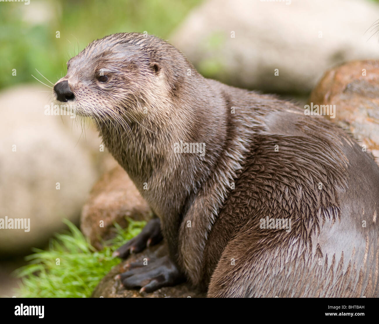 A Canadian river otter Stock Photo