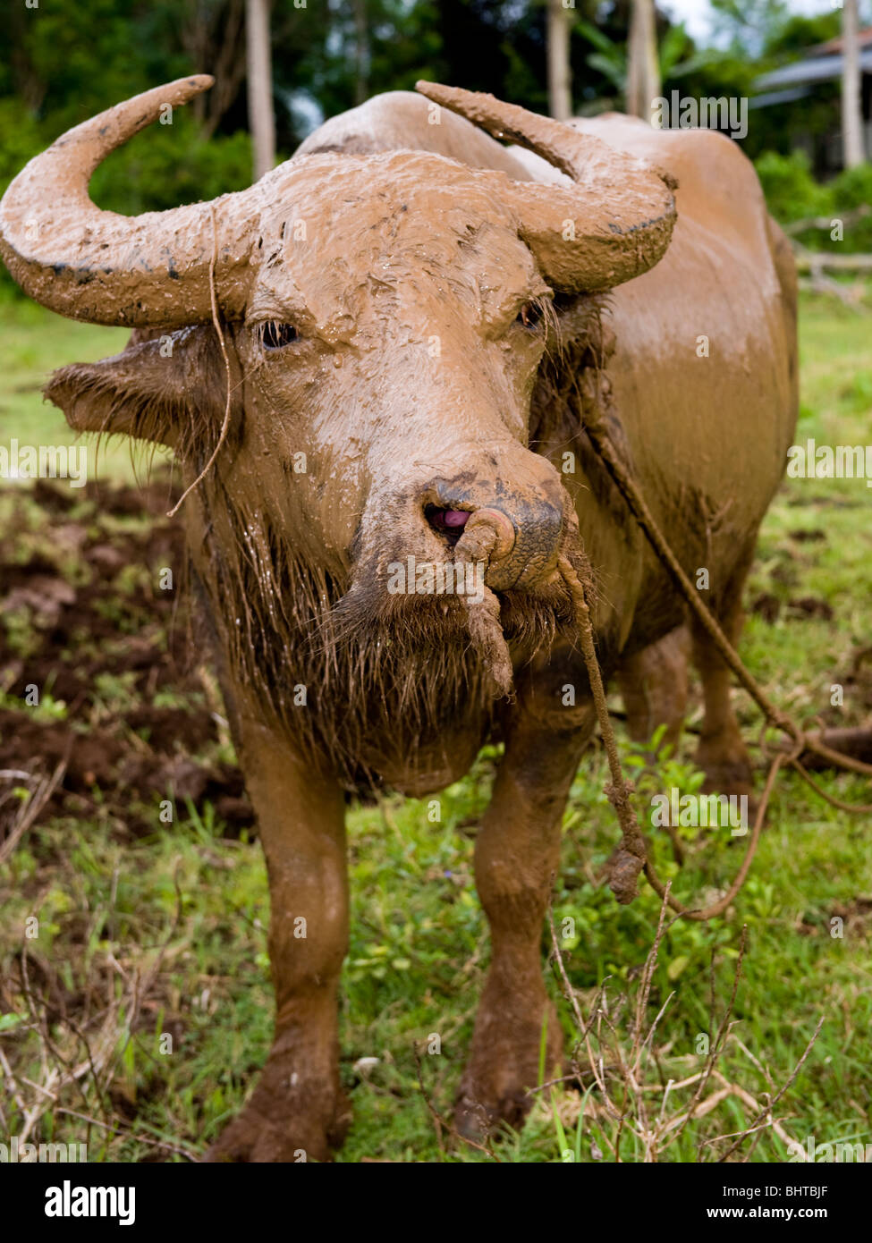 Philippines agriculture hires stock photography and images Alamy