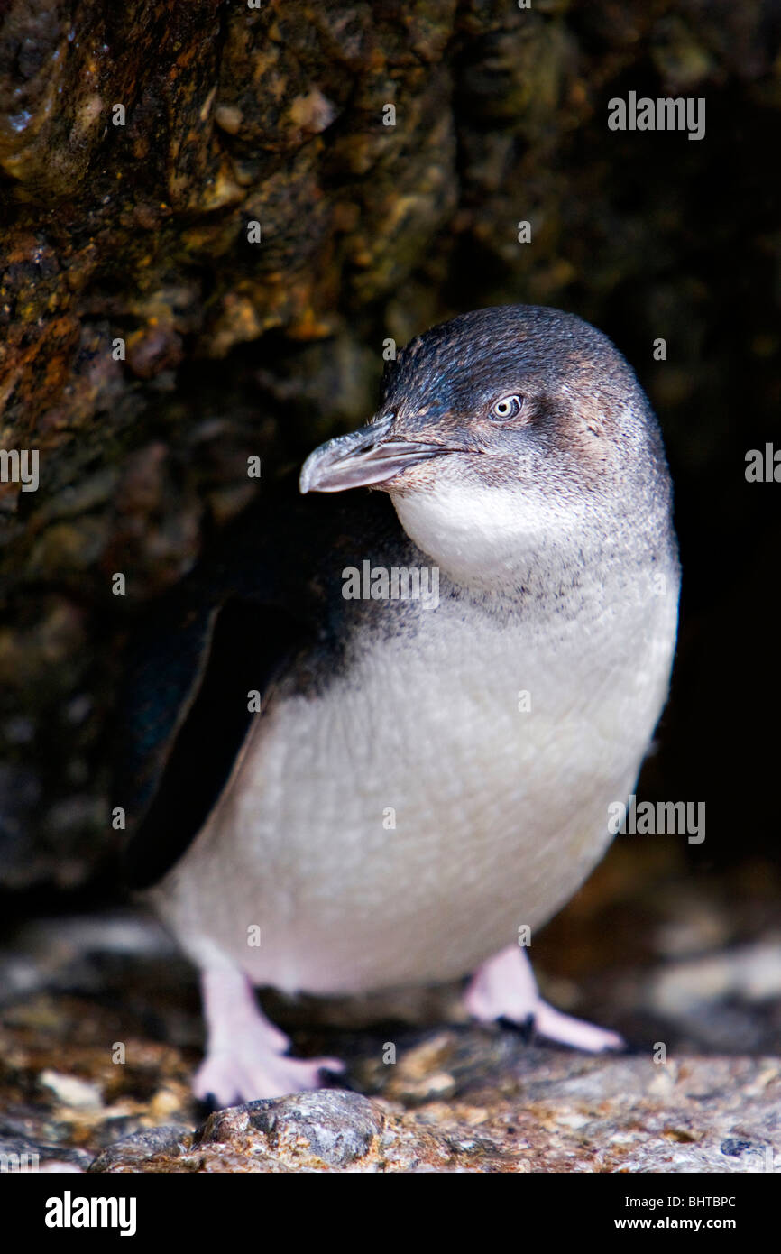 Blue Penguins (Eudyptula minor) climb ashore on a remote island off