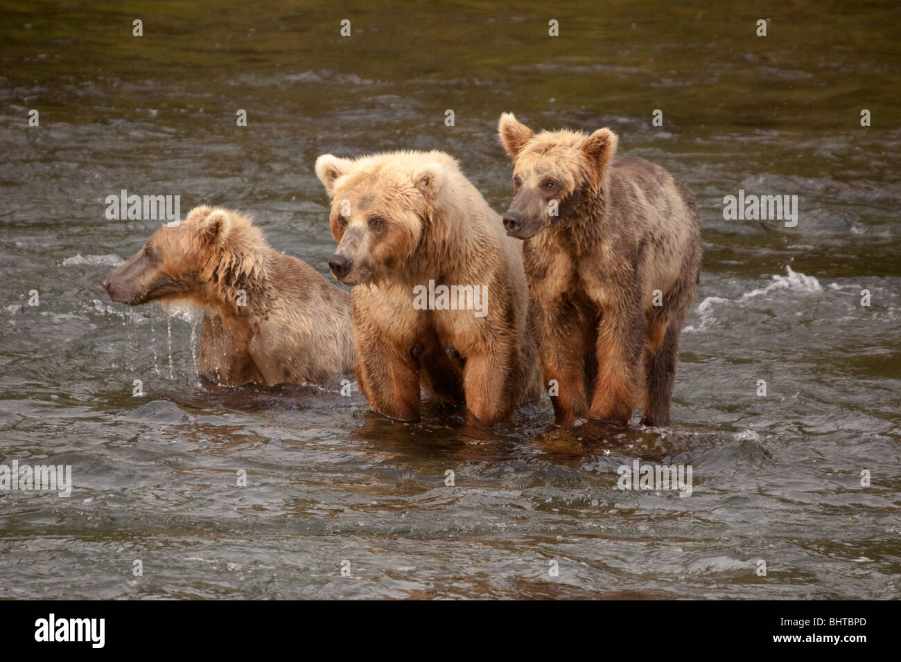 3 Brown Bears Stock Photo