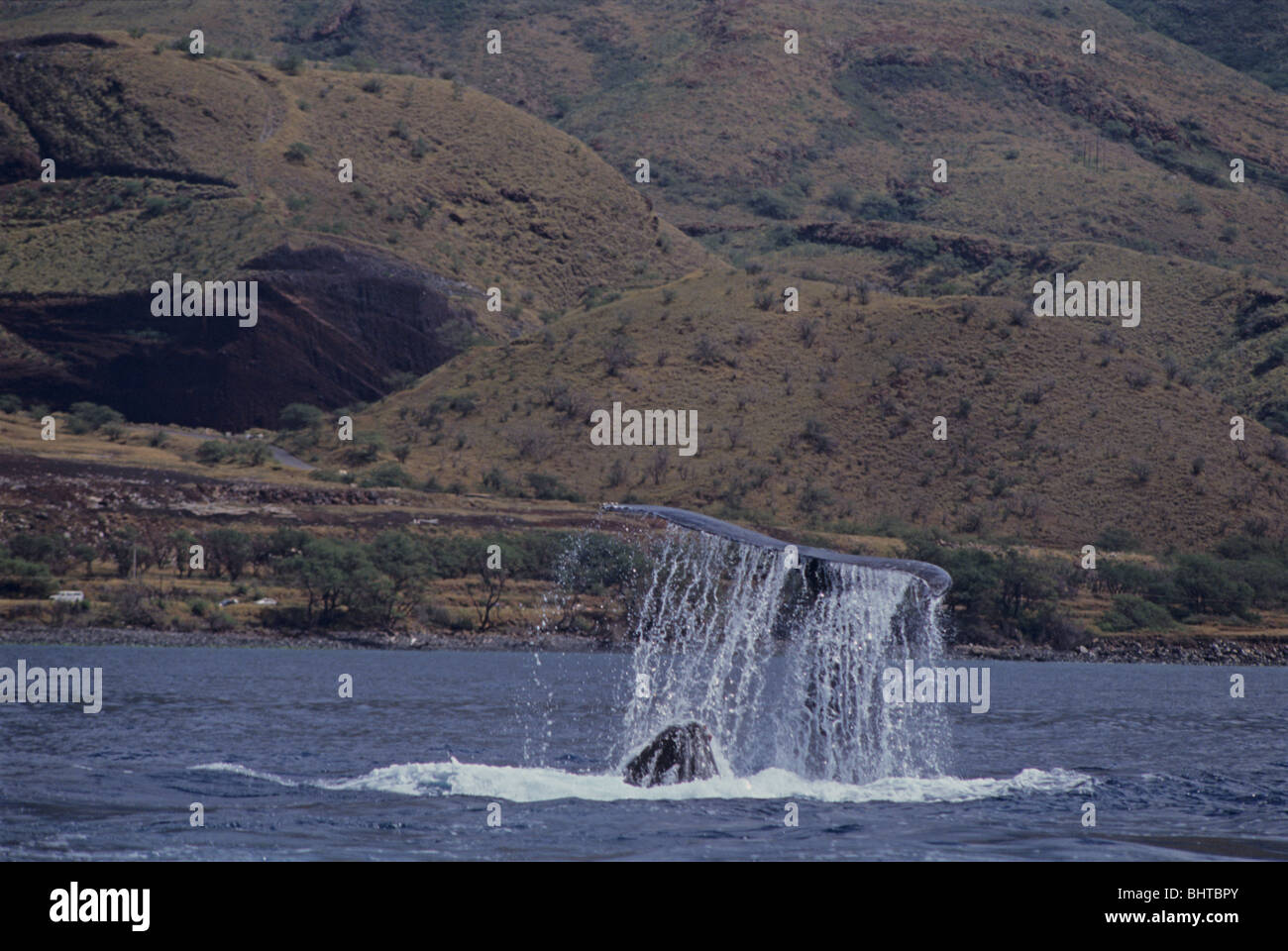 Humpback whale hawaii head hi-res stock photography and images - Alamy