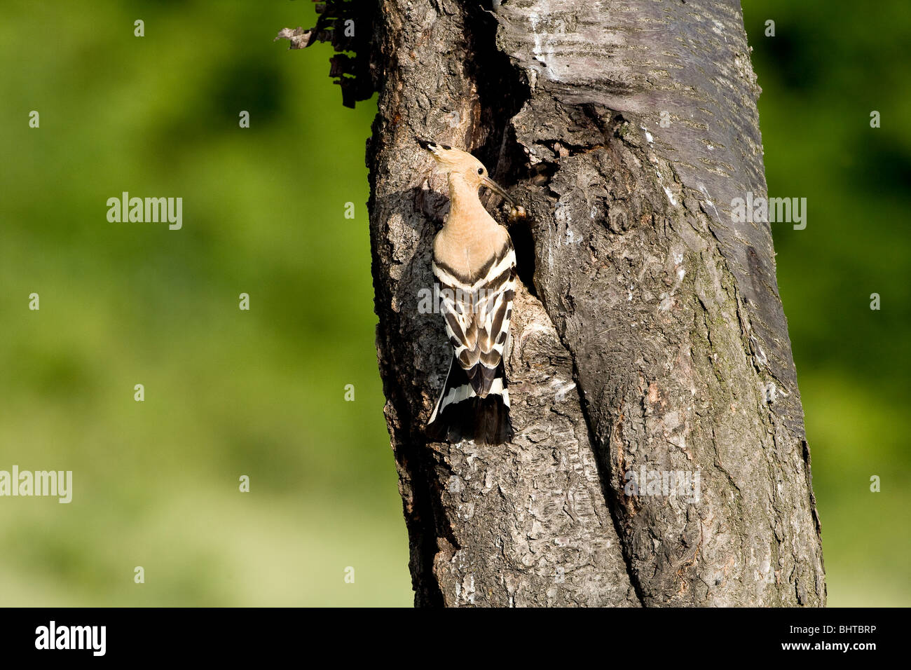 Eurasian Hoopoe (Upua epops) perching at nesting hole with food Stock Photo