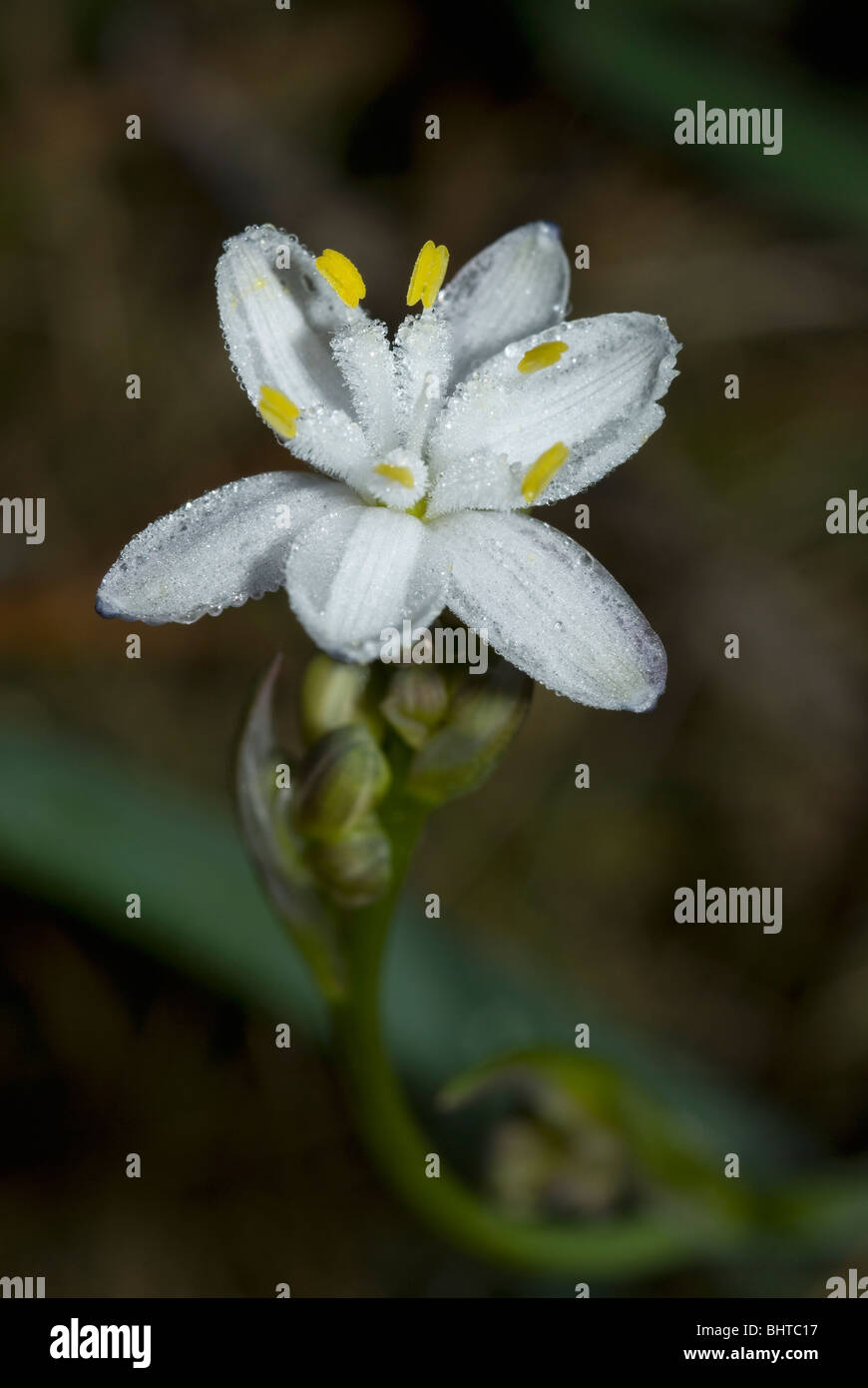 Kerry lily flower (Simethis planifolia) Stock Photo