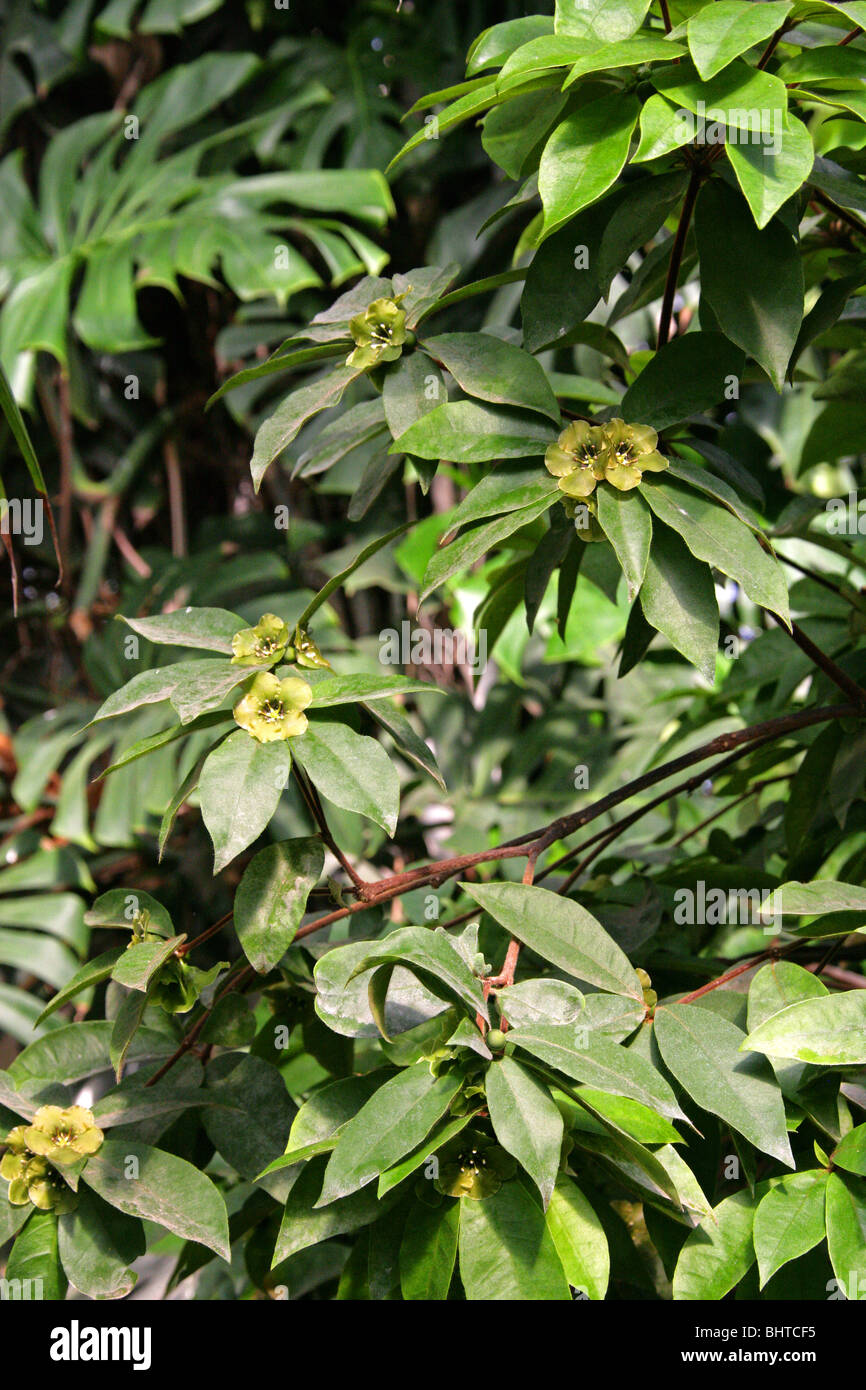 Flower of Death, Emerald Flower, Deherainia smaragdina, Theophrastaceae, Belize, Guatemala, Honduras, Mexico, Central America. Stock Photo