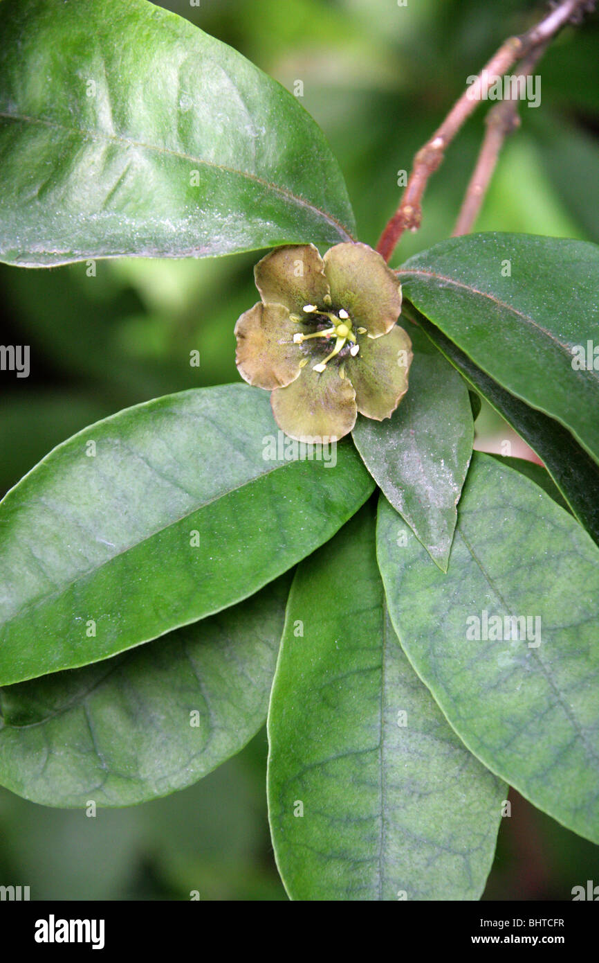 Flower of Death, Emerald Flower, Deherainia smaragdina, Theophrastaceae, Belize, Guatemala, Honduras, Mexico, Central America. Stock Photo