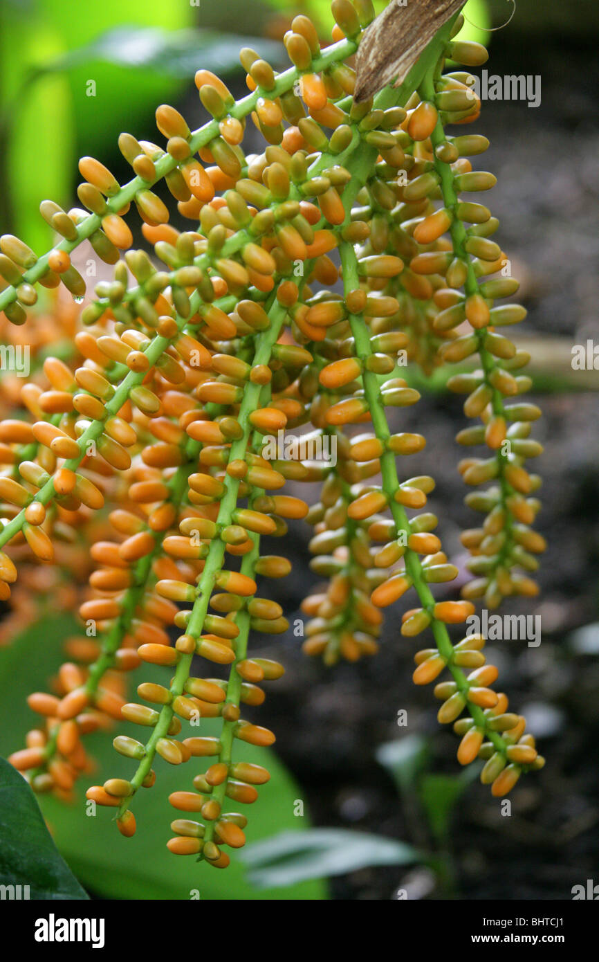 Fruit of the Formosa Sugar Palm, Arenga engleri, Arecaceae (Palmae), Taiwan, Asia. Aka Dwarf Sugar Palm, Formosa Palm. Stock Photo