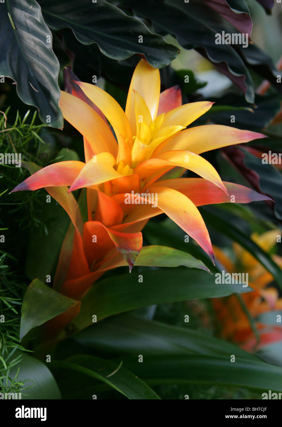 Orange and Yellow Guzmania Hybrid 'Sunnytime', Bromeliaceae. Bromeliad Houseplant Stock Photo