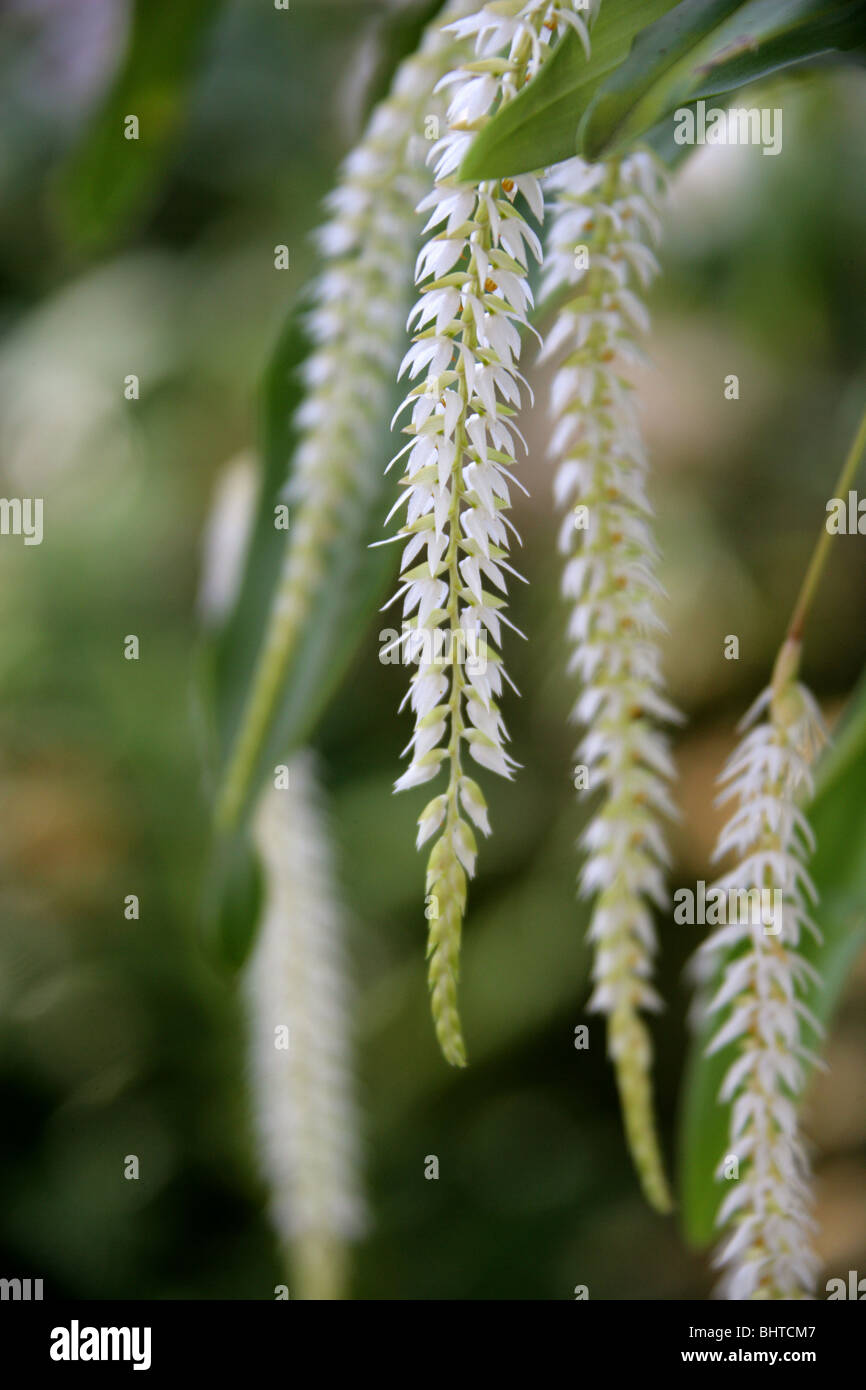 Hay-Scented Orchid, Dendrochilum glumaceum, Orchidaceae, Philippines, South East Asia Stock Photo