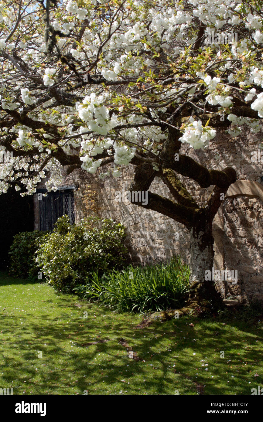 Apple tree in full blossom Stock Photo - Alamy