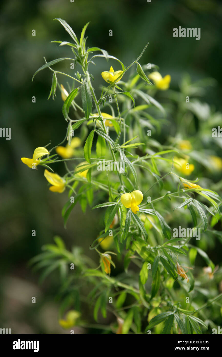 Large Yellow Restharrow, Ononis natrix subsp. angustissima, Fabaceae (Leguminosae), Canary Islands Stock Photo
