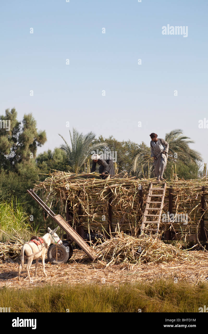 bringing in the sugar cane harvest, fields between Luxor and Esna, Upper Egypt Stock Photo