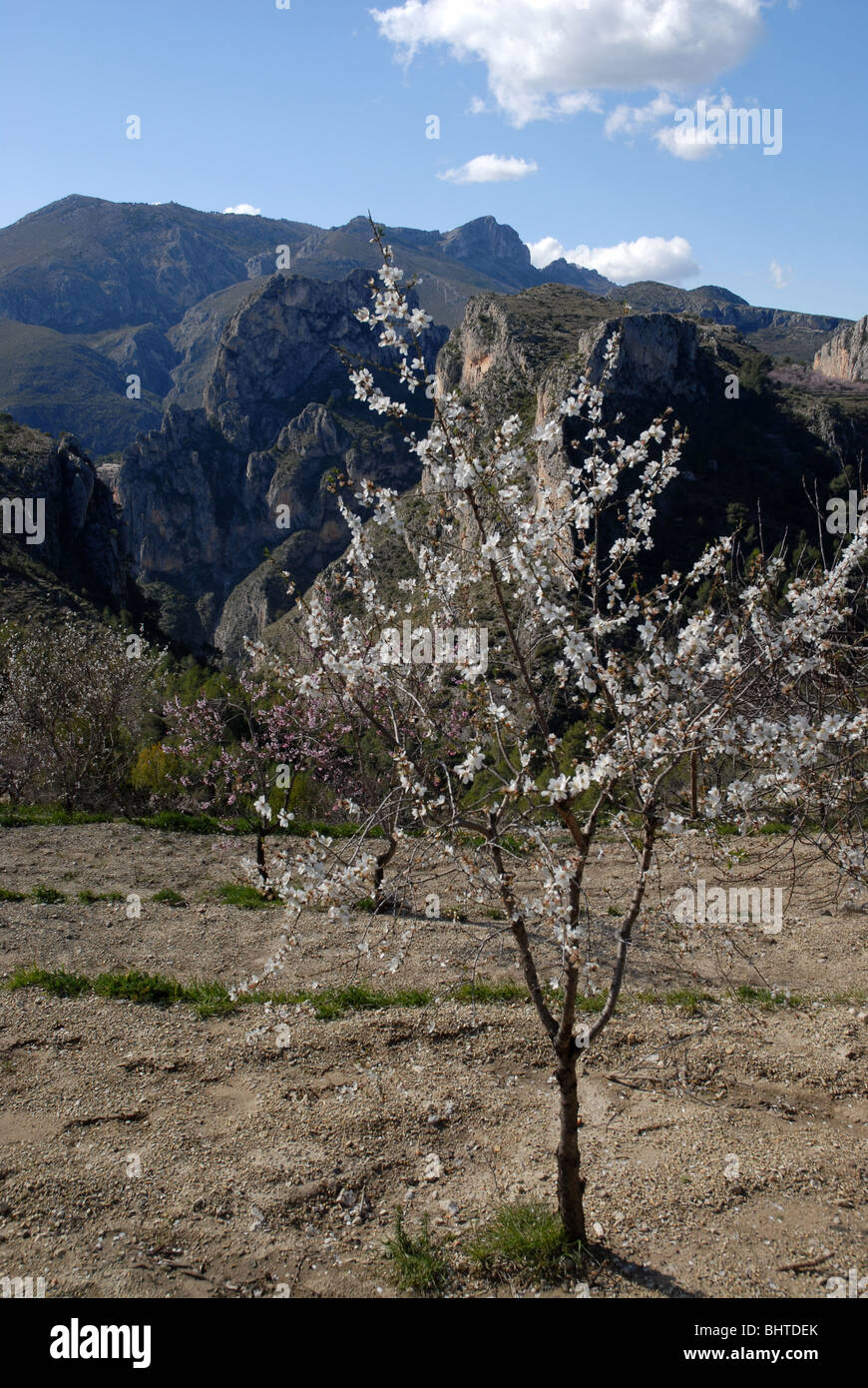 mountain landscape in February with almond blossom, nr Tarbena, Alicante Province, Comunidad Valenciana, Spain Stock Photo