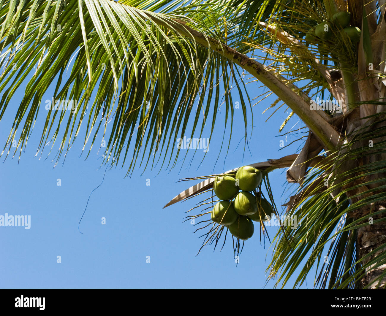 Coconuts at the Dominican Republic Stock Photo Alamy