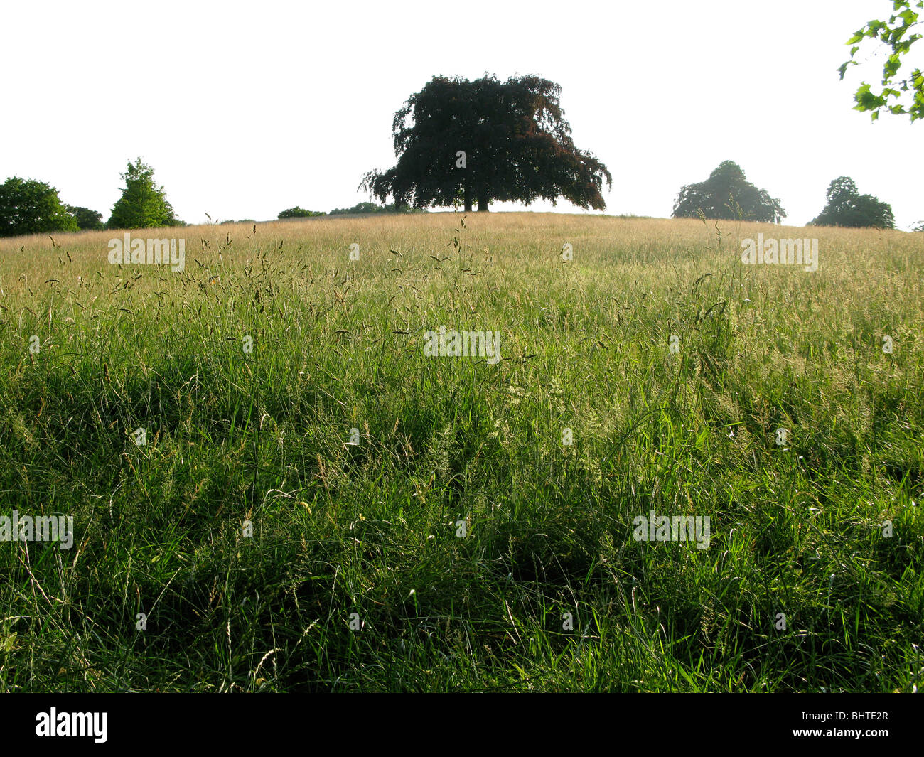 A tree in long grass in summertime Stock Photo