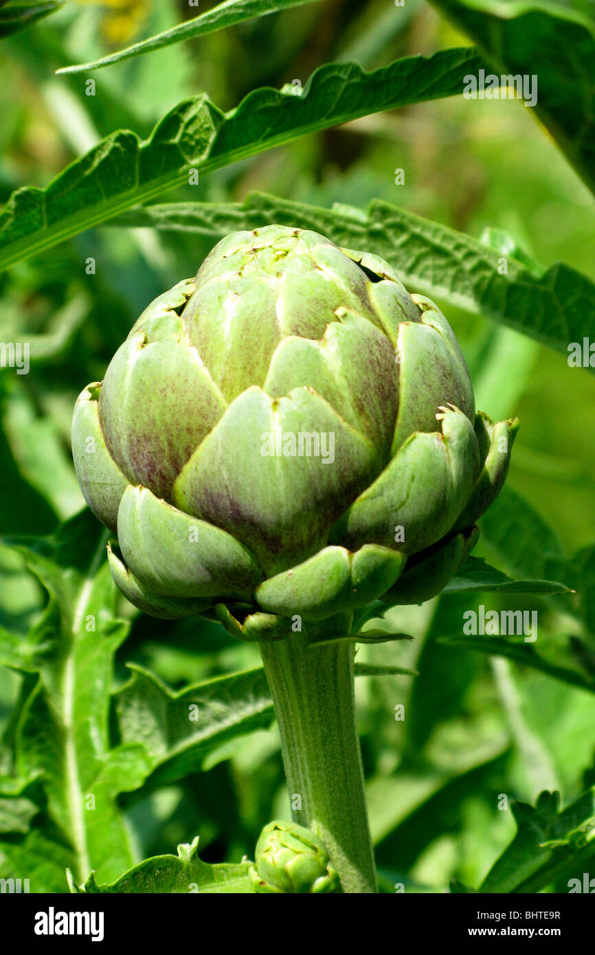 A globe artichoke growing Stock Photo Alamy