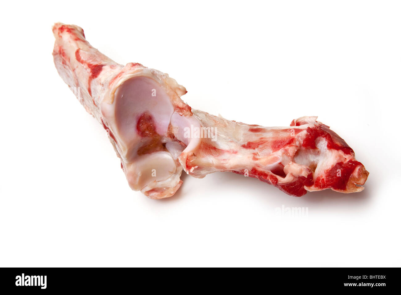 Beef knuckle dogs bone isolated on a white studio background. Stock Photo