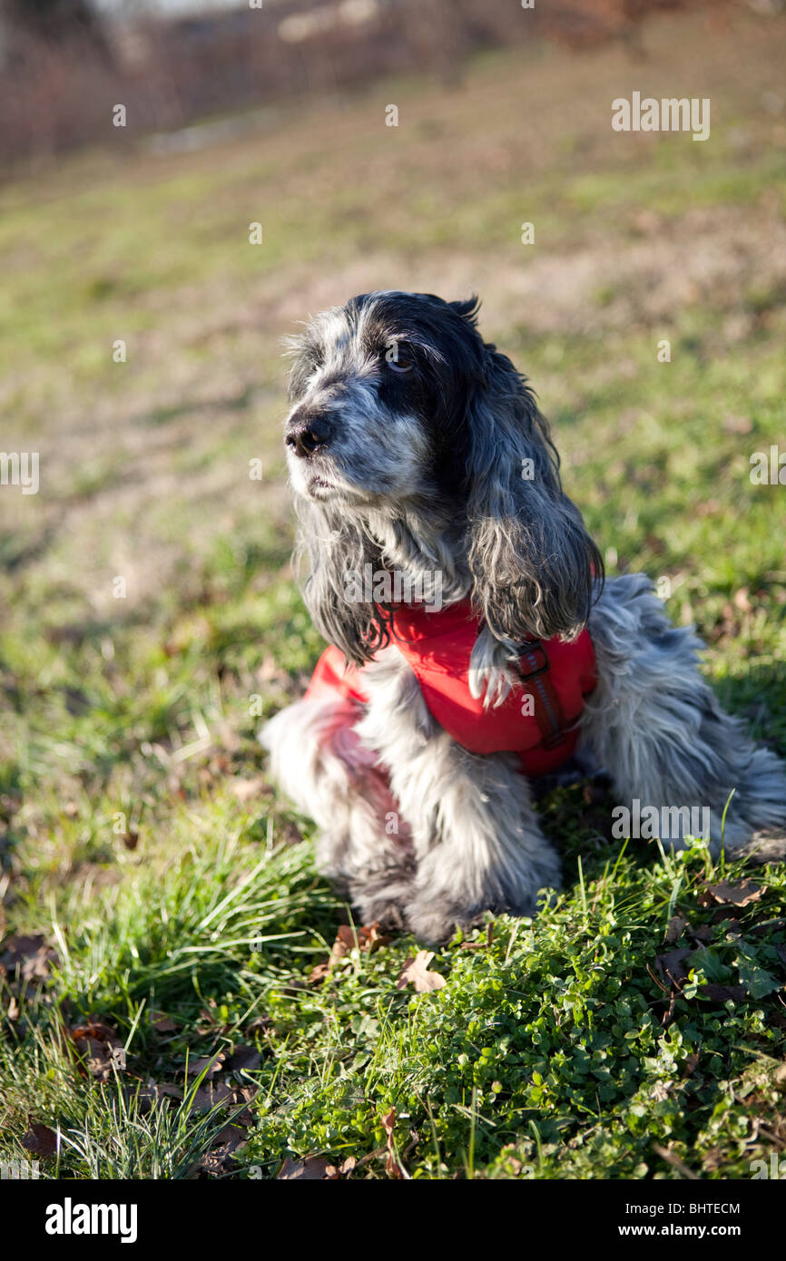 Cocker spaniel winter best sale coat