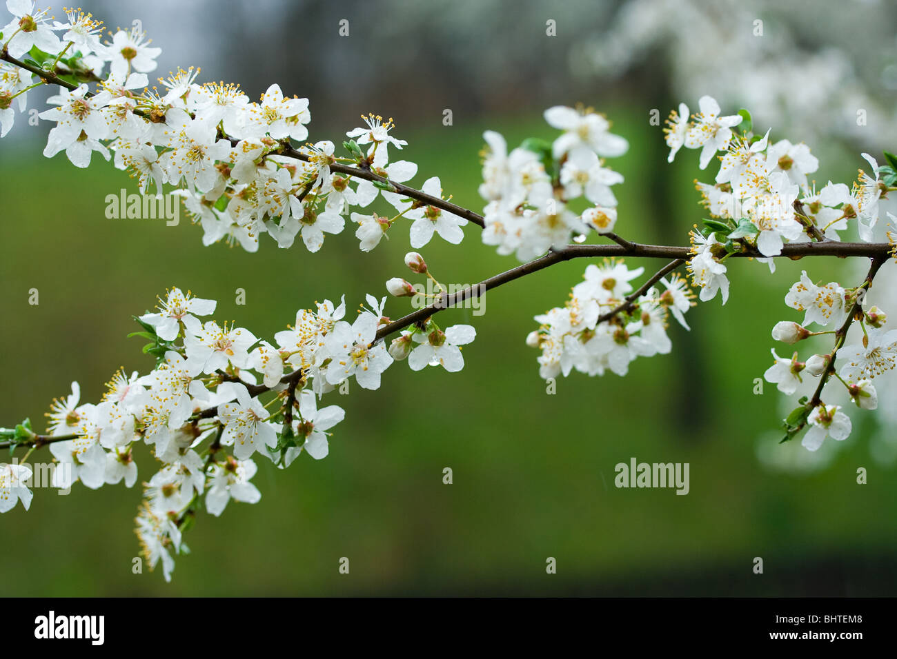 white plum flowers Stock Photo Alamy