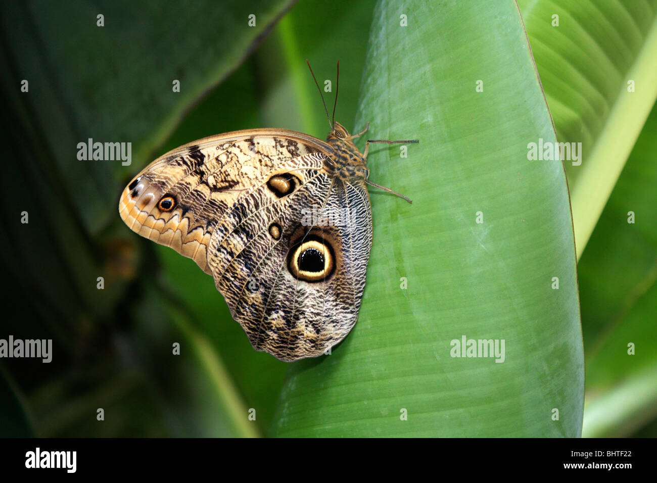 Owl Butterfly Caligo memnon on banana plant leaf Stock Photo