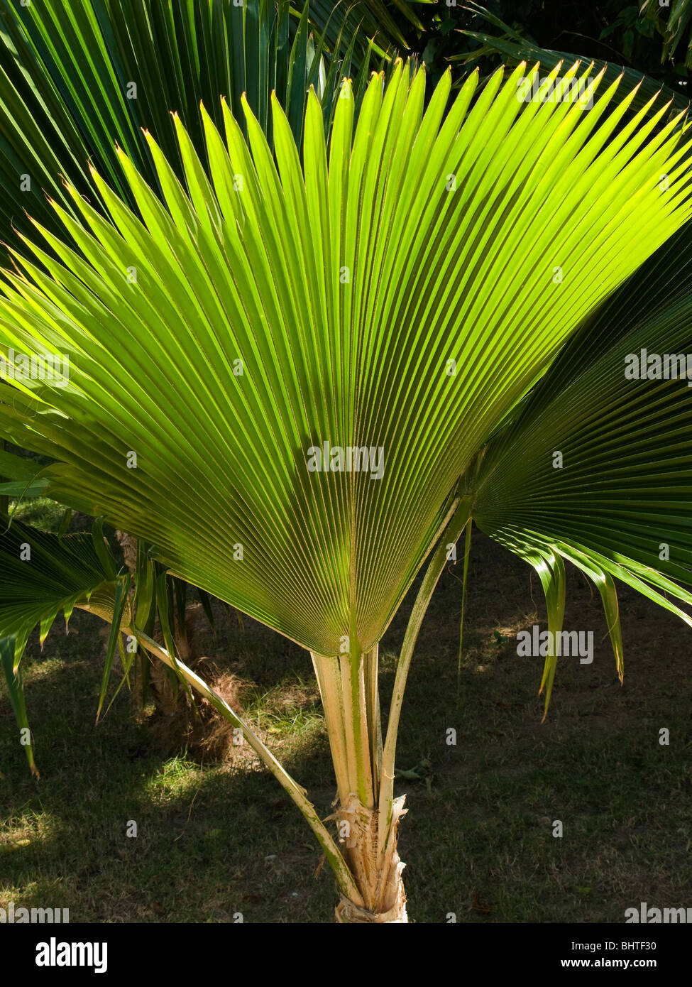 Exotic plants in the Dominican Republic Stock Photo Alamy