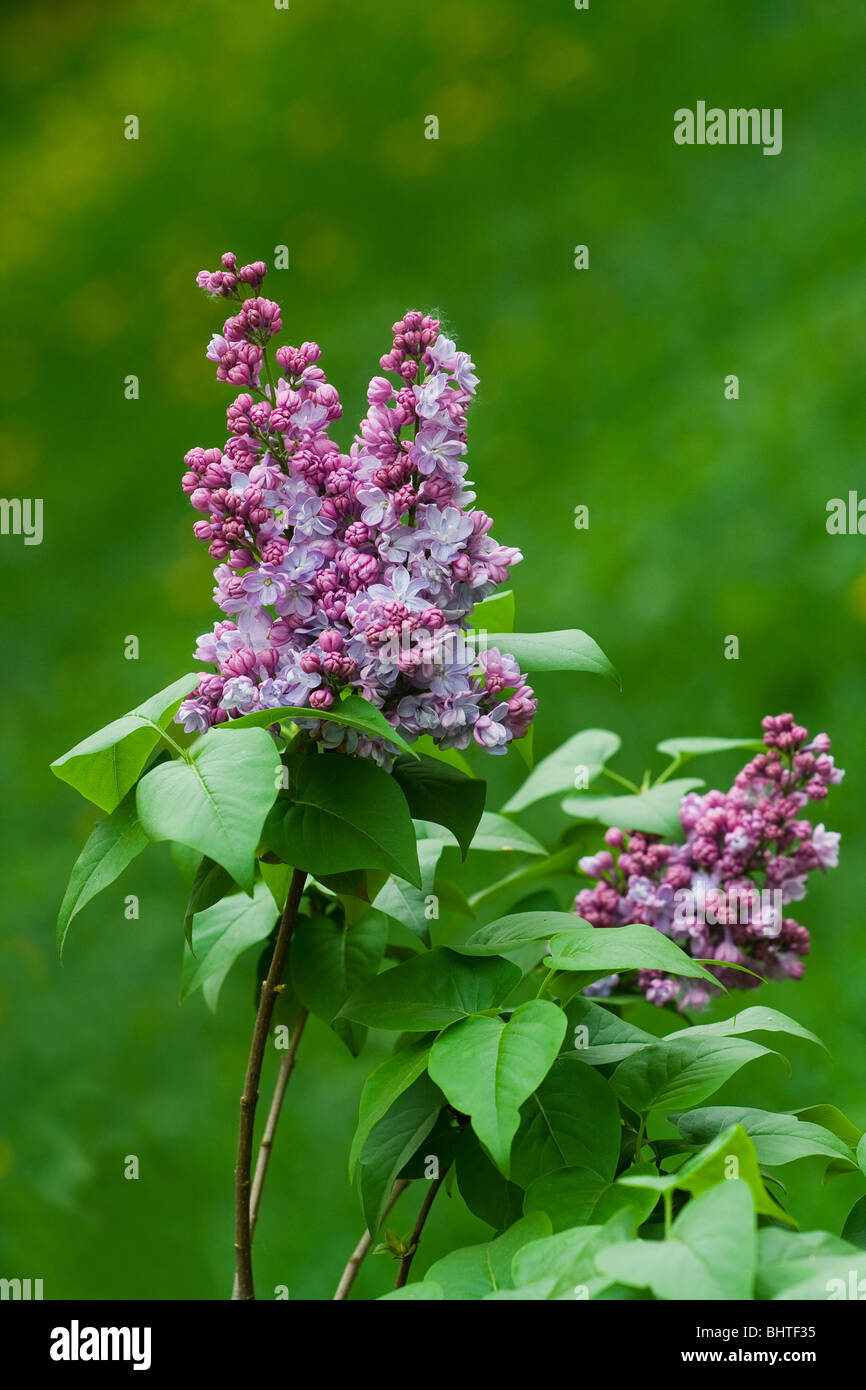 Close-up of lilac flowers over blurred green background Stock Photo - Alamy