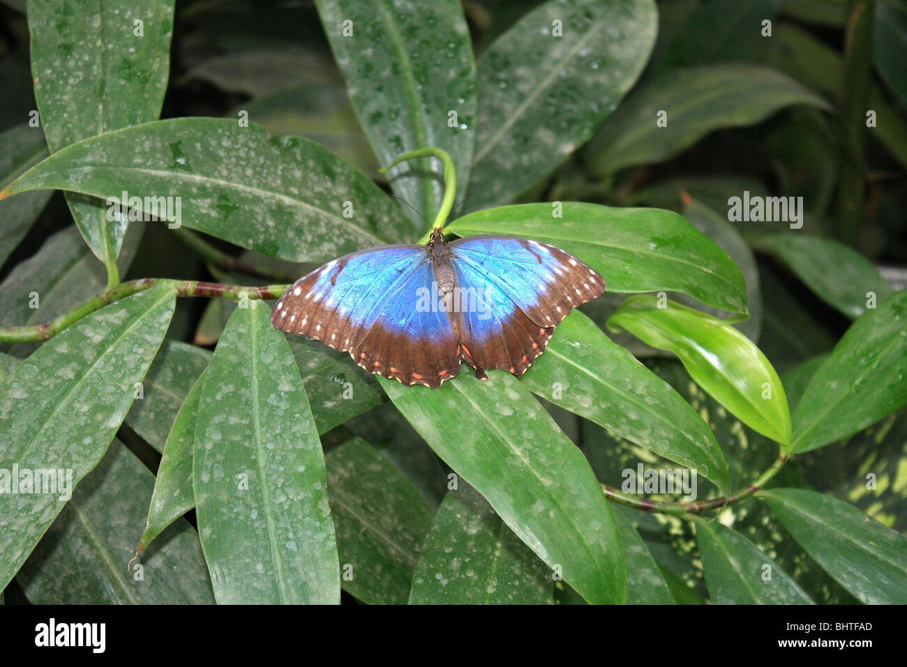 Blue Morpho Butterfly morpho peleides wings open Stock Photo