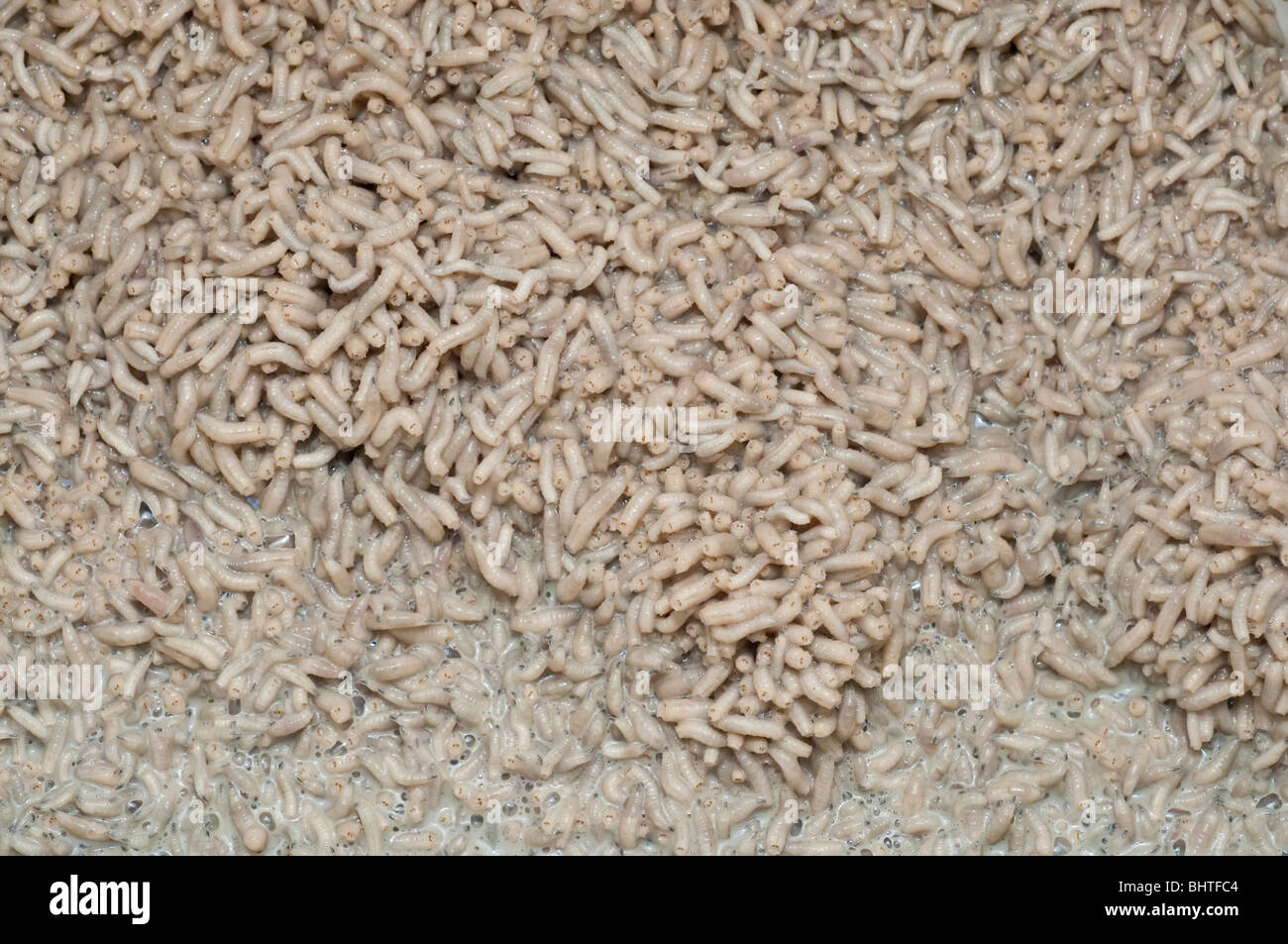 Blowfly maggots, Calliphora vicina, Sandstone, Minnesota, USA Stock Photo