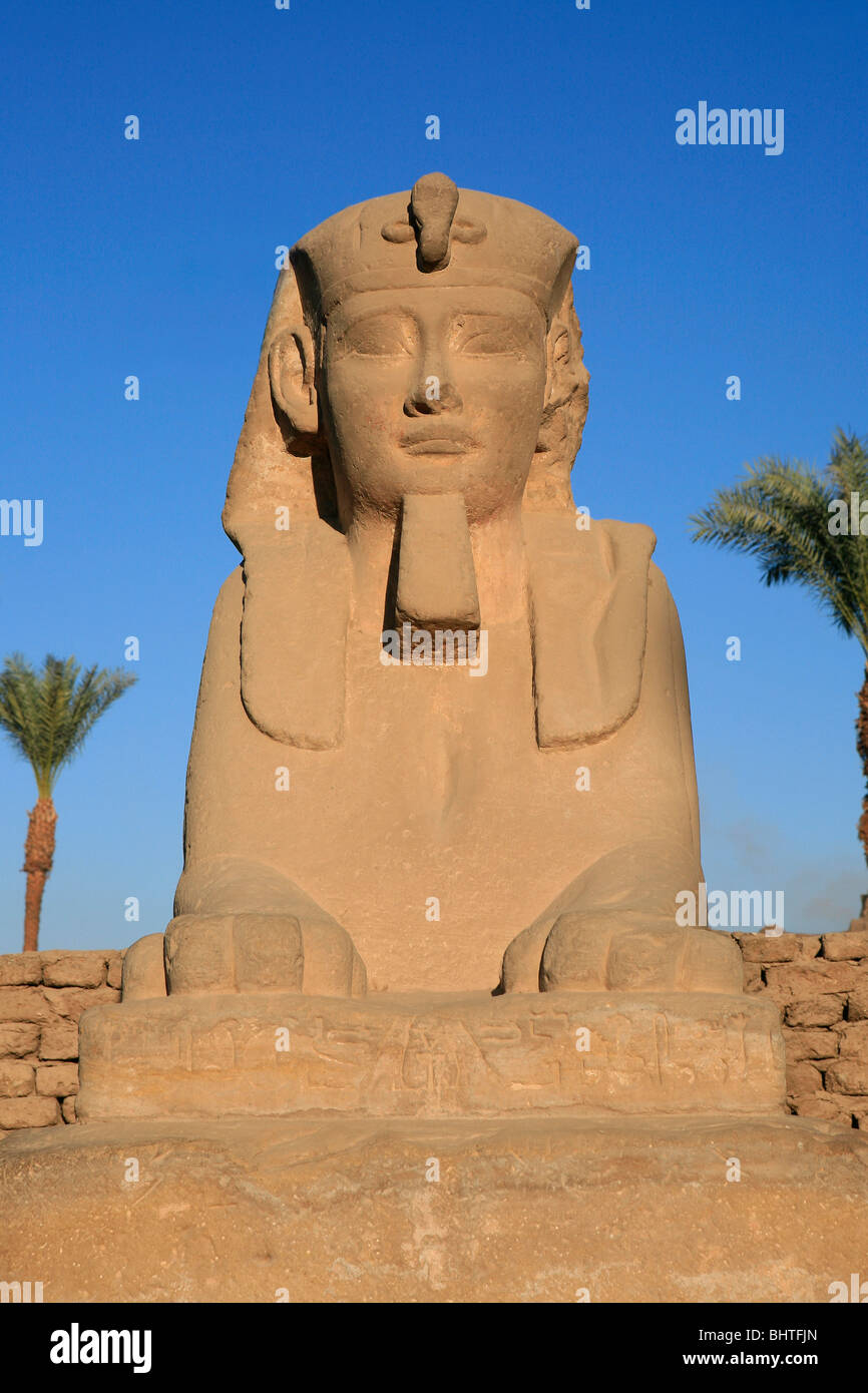 Front view of a sphinx at Luxor Temple in Luxor, Egypt Stock Photo - Alamy