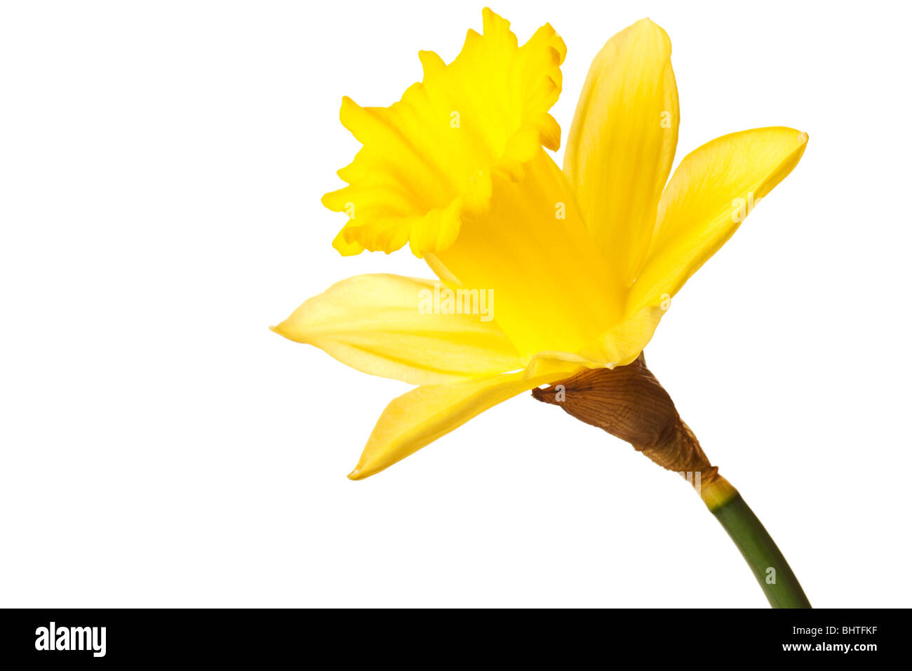 yellow daffodil isolated on a white background Stock Photo - Alamy