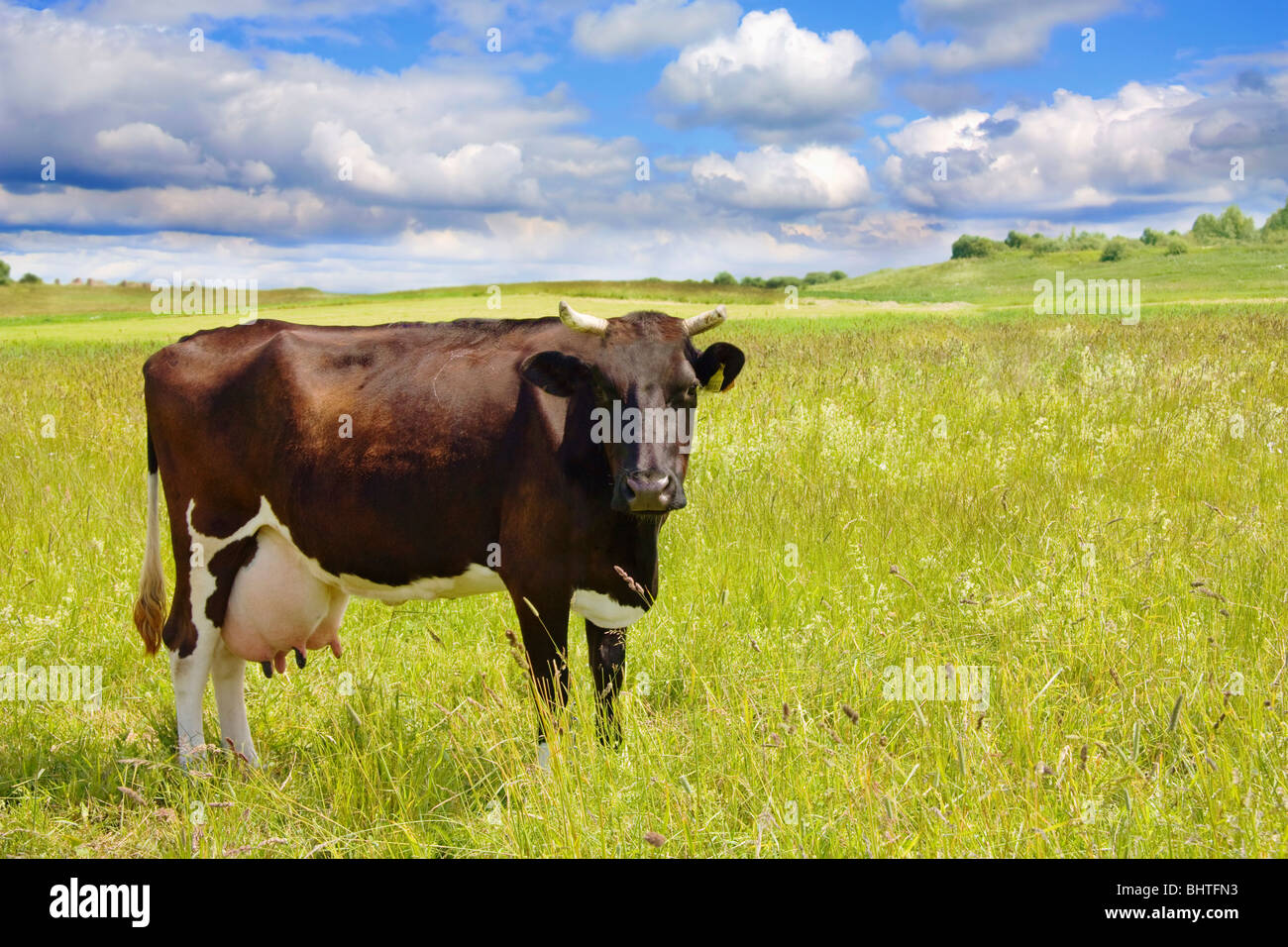 cow on the meadow Stock Photo - Alamy