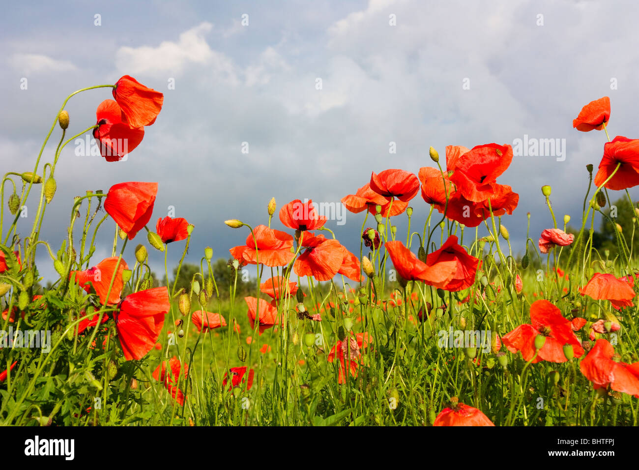 Poppies on summer meadow hi-res stock photography and images - Alamy