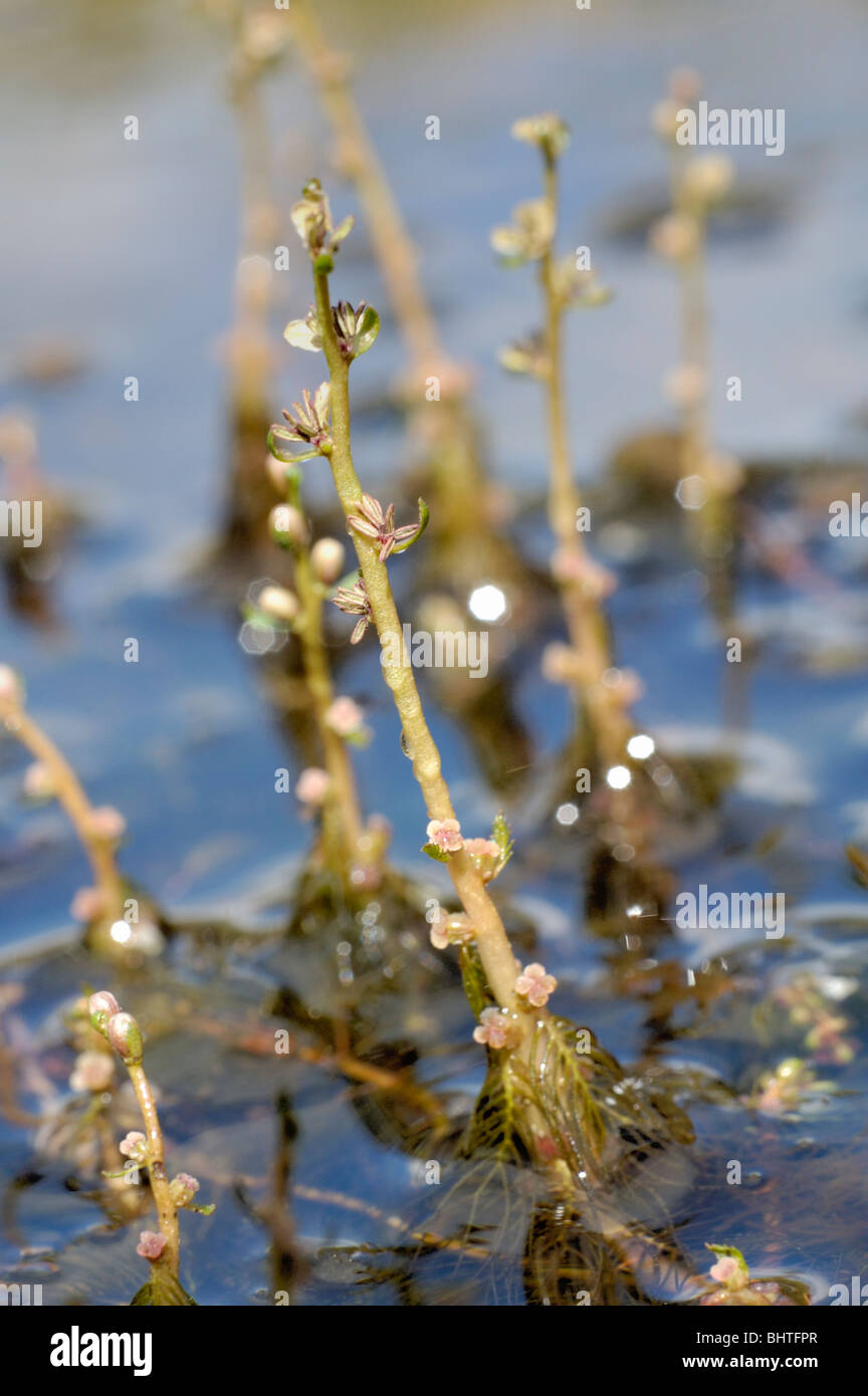 Alternate Water-milfoil, myriophyllum alterniflorum Stock Photo