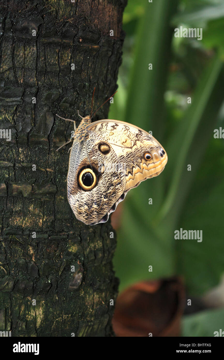 Owl Butterfly Caligo memnon on tree trunk Stock Photo