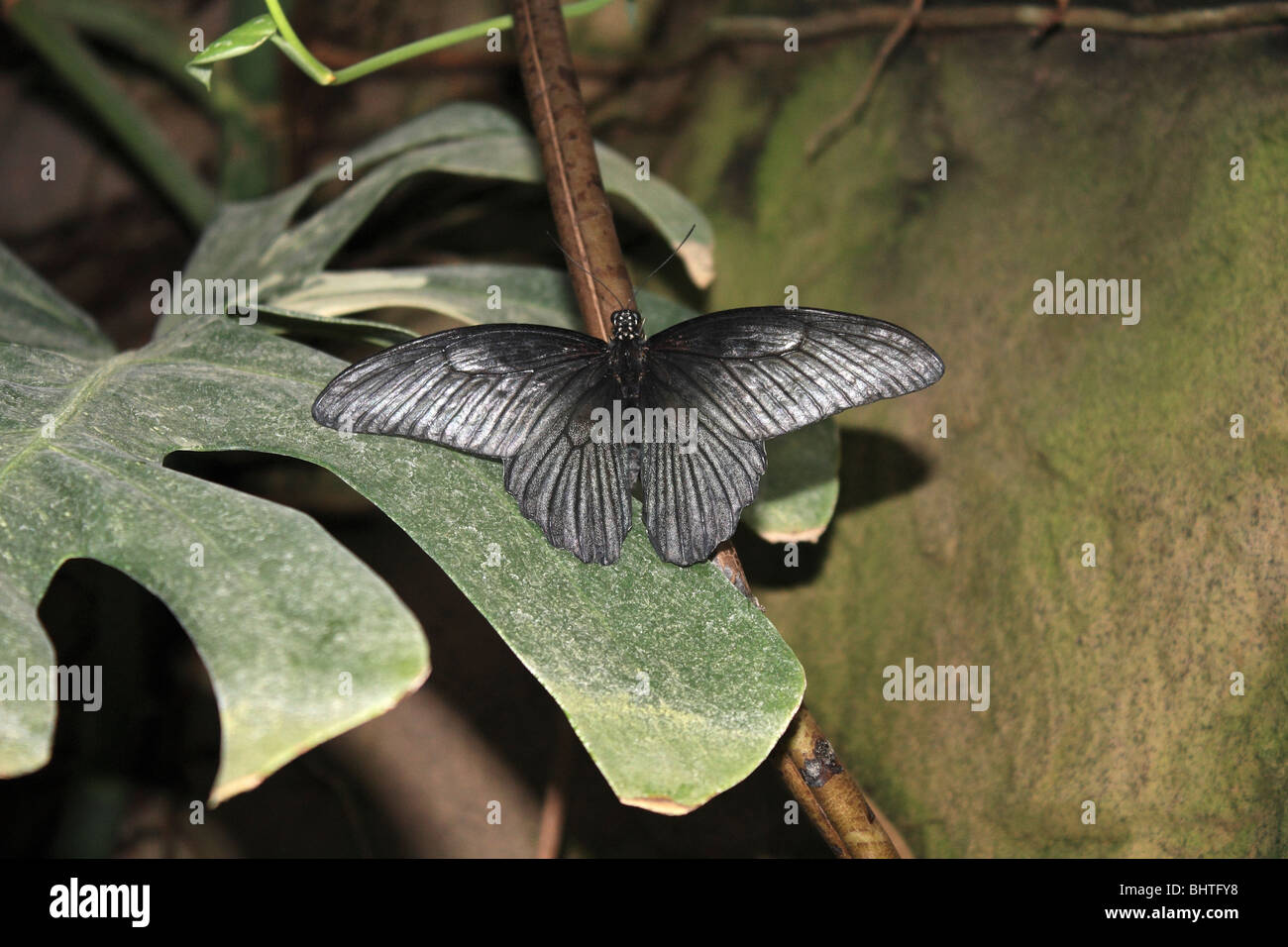 Black Butterfly Stock Photo