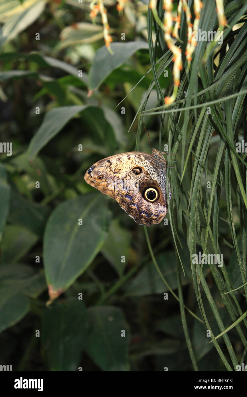 Owl Butterfly Caligo memnon on plant Stock Photo