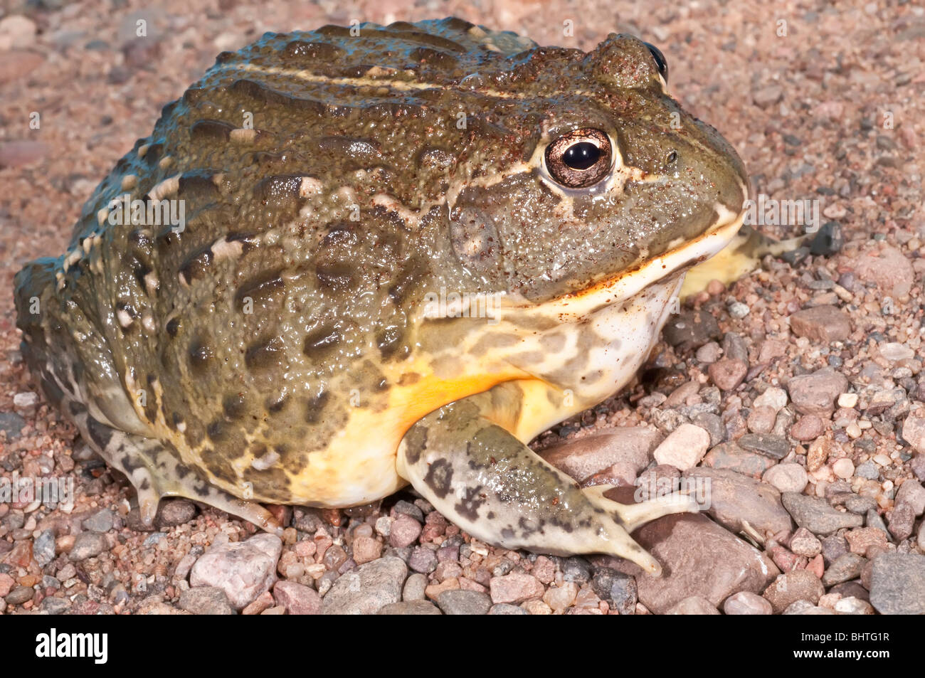 African bullfrog, Pyxicephalus adspersus, aggressive  