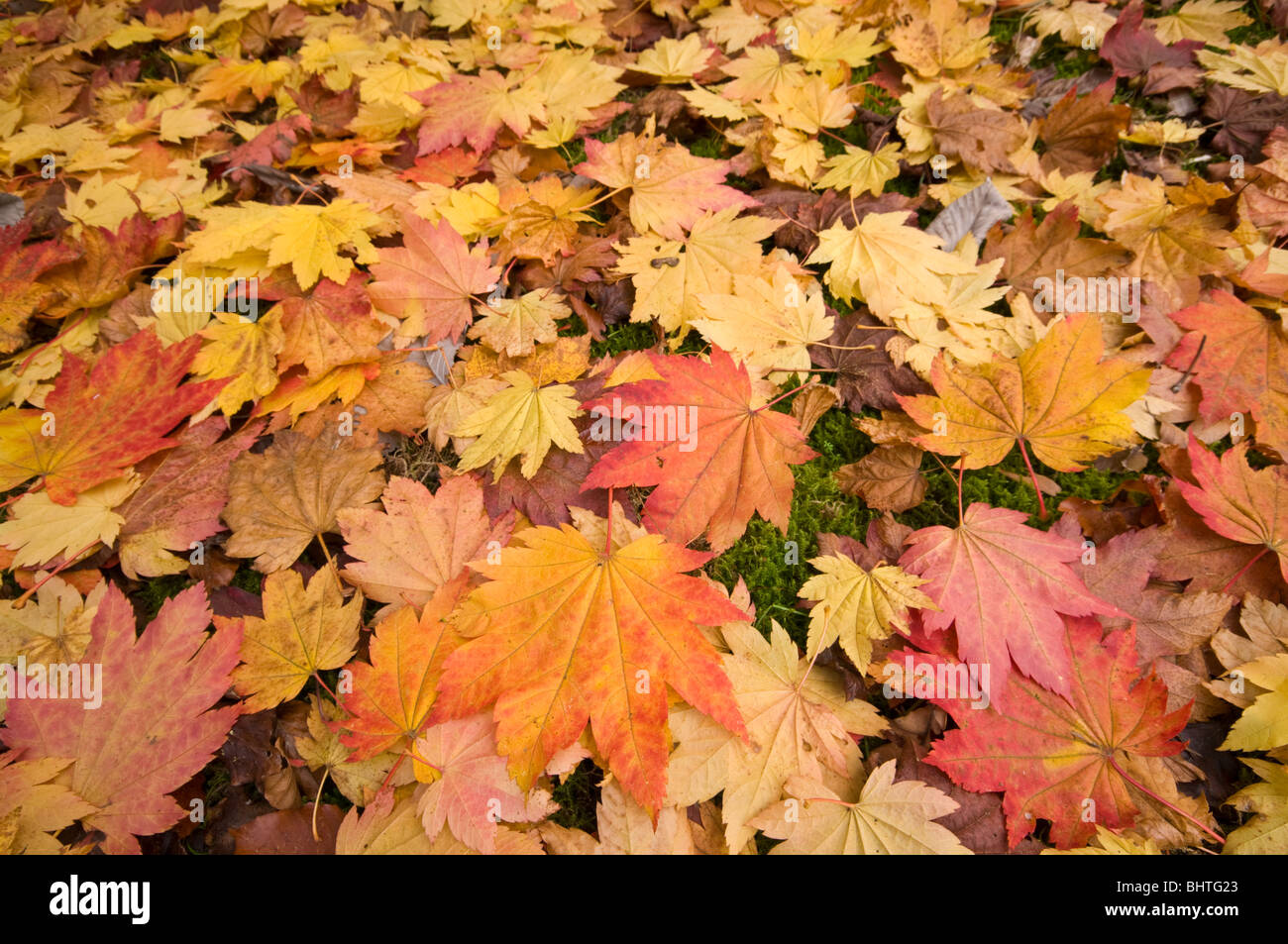 Beautiful autumn leaves surrey uk hi-res stock photography and images ...