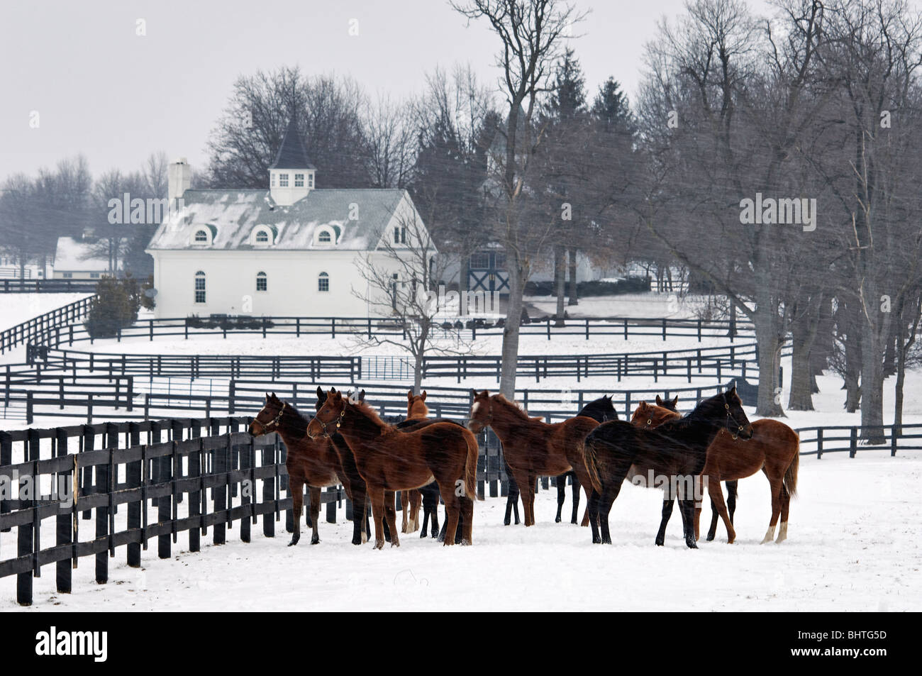 Thoroughbred Horses in Snow Covered Paddock in Fayette County, Kentucky Stock Photo