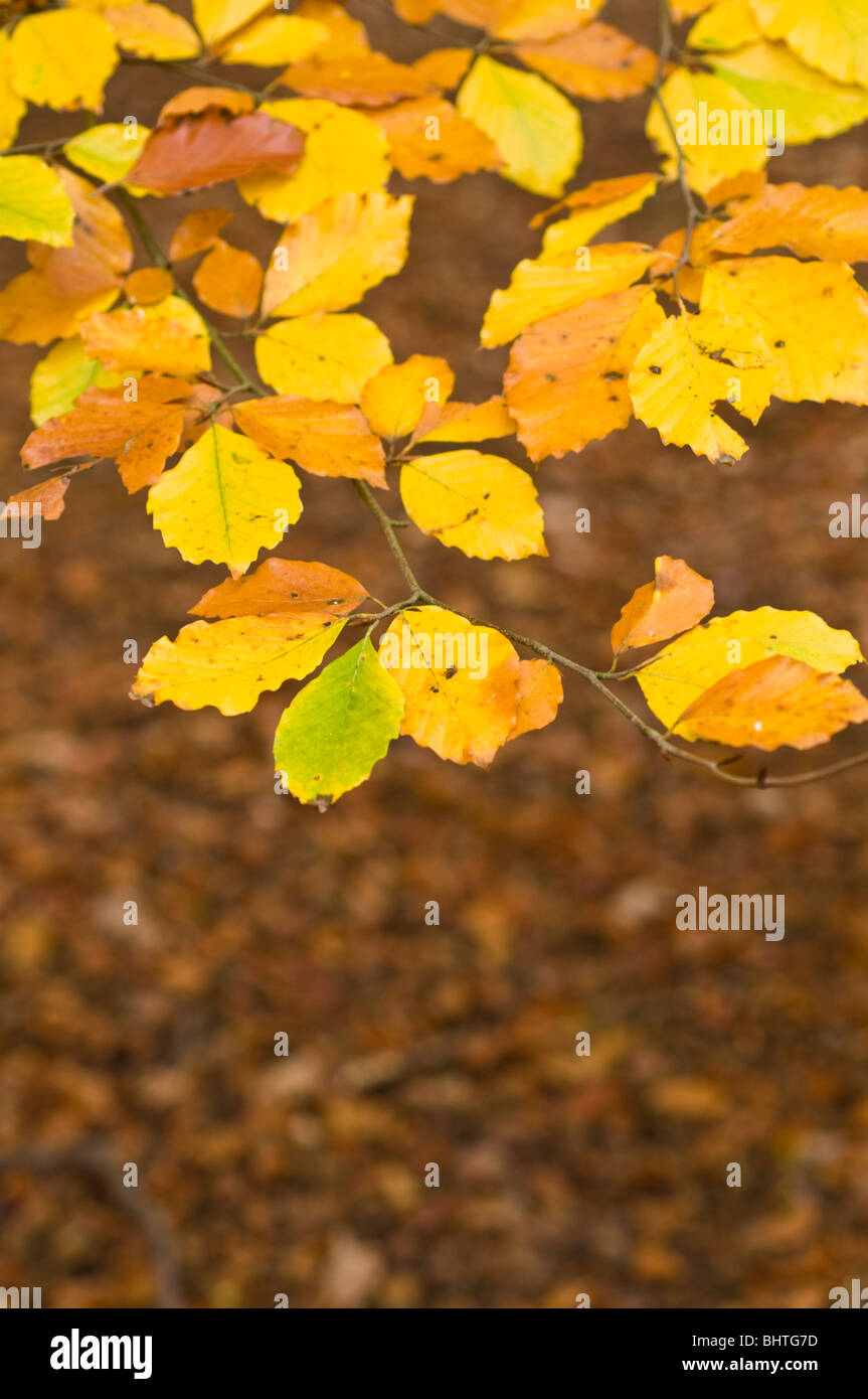 Beautiful autumn leaves surrey uk hi-res stock photography and images ...