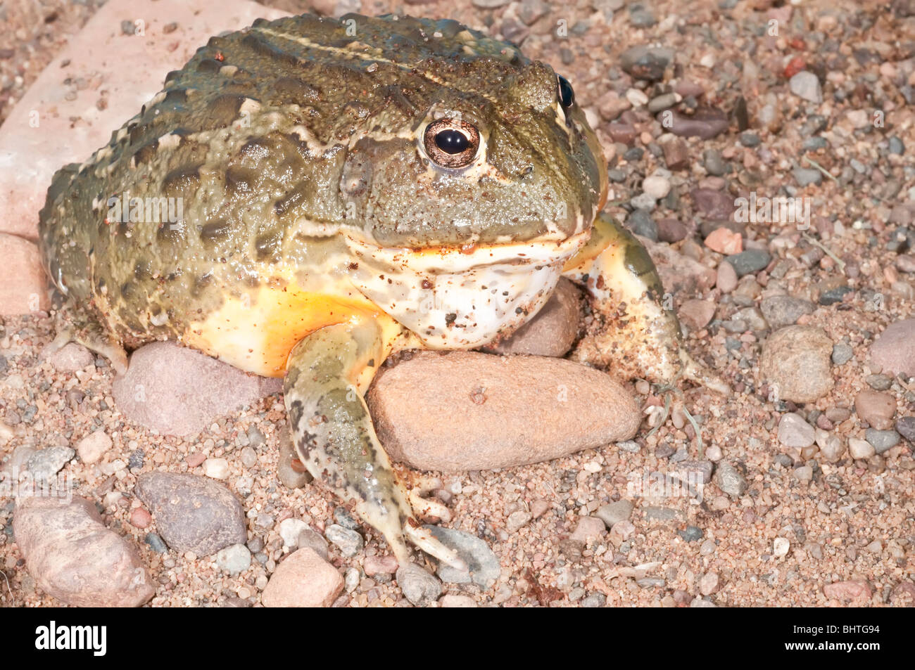 African bullfrog, Pyxicephalus adspersus, aggressive amphibian native to southern Africa Stock Photo